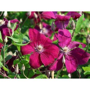 Plamienok (Clematis) ´ROUGE CARDINAL´ - výška 40-60 cm, kont. P17 
